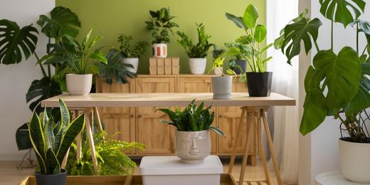 Plantas naturales para el bienestar