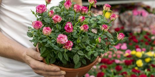 Tareas de primavera para el cuidado de la terraza y jardín