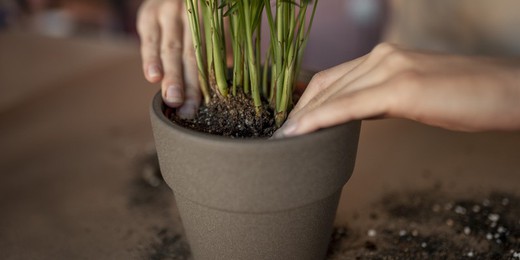 Cuando es necesario trasplantar una planta