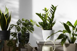 Plantes d'Interior