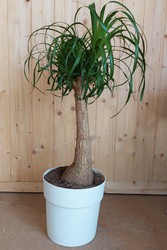 Beucarnea recurvata 1 tronco Hojas a 60 cm Altura total 80cm