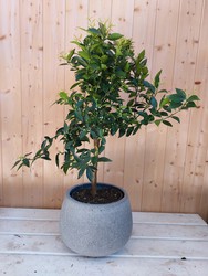 Mandarino (Citrus reticulata)   D20 5L