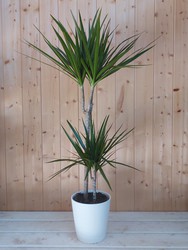 Dracena marginata verda 2 troncs Fulles a 15 y 45 cm Alçada 90 cm