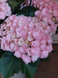 Hortensia (Hydrangea macrophylla) Flor color rosa 3L