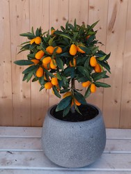 Kumquat (Fortunella margarita) D20 5L