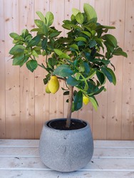 Limonero (Citrus Limón) D20 5L