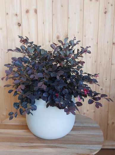 Loropetalum chinense 5L