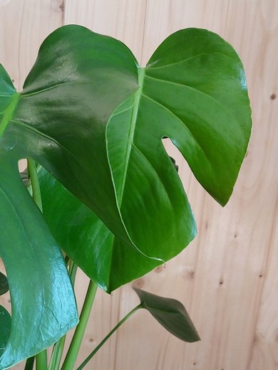 Monstera deliciosa M17 50-60 (Costilla de Adán)