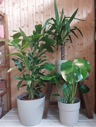 Pack Bienestar Life (3 plantas) 20% dto.