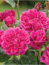 Roser arbustiu varietat James L. Austin