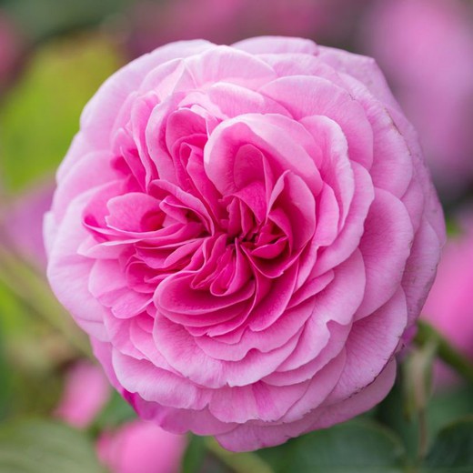 Rosal arbustivo variedad Gertrude Jekyll