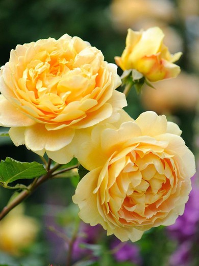 Rosal arbustivo variedad Golden Celebration