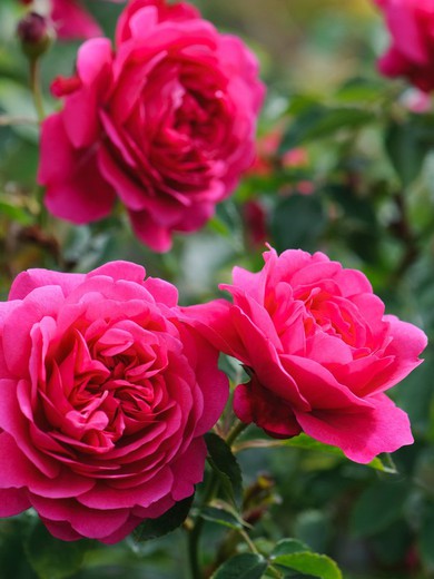 Rose arbustiu varietat Sir John Betjeman