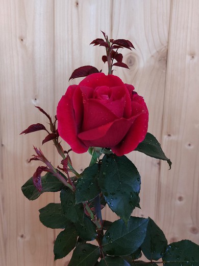 Rosal Rojo Perfumado 3L